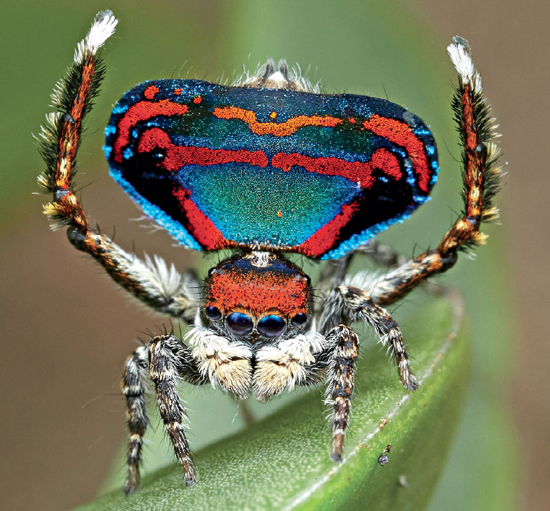 A male Maratus caeruleus raises his abdomen flaps and third pair of legs and waves them to attract passing female spiders