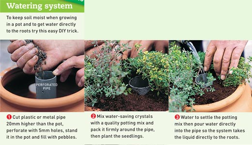 How to Plant Vegetables in Pots